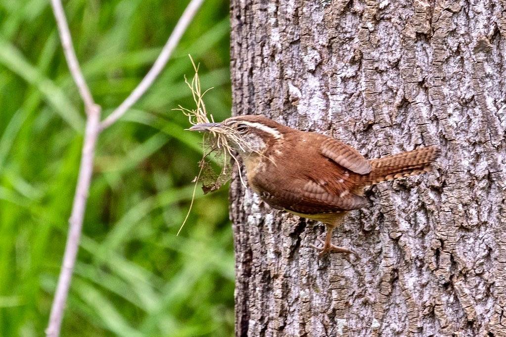 Carolina Wren by atlnature is licensed under CC BY 2.0